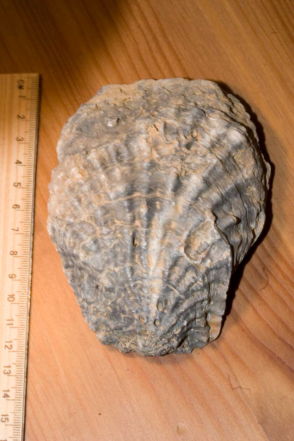 Fossili Tunisini